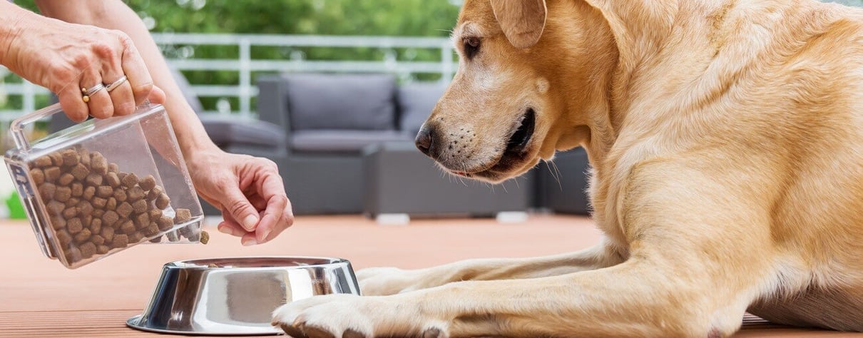 Dog looking at food