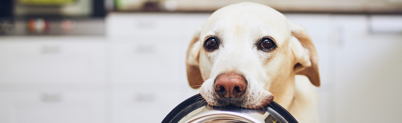 Chien avec bol de nourriture