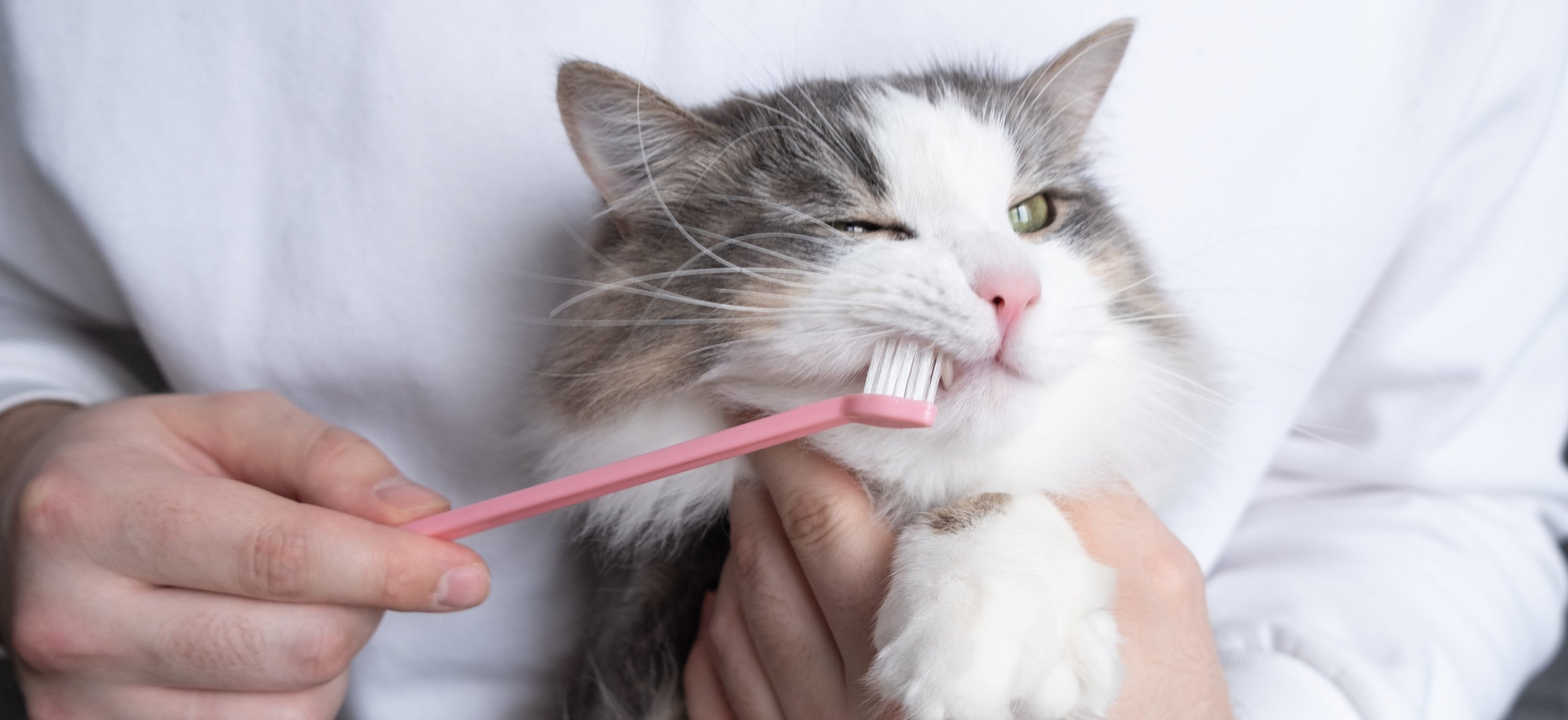 cat having their teeth brushed