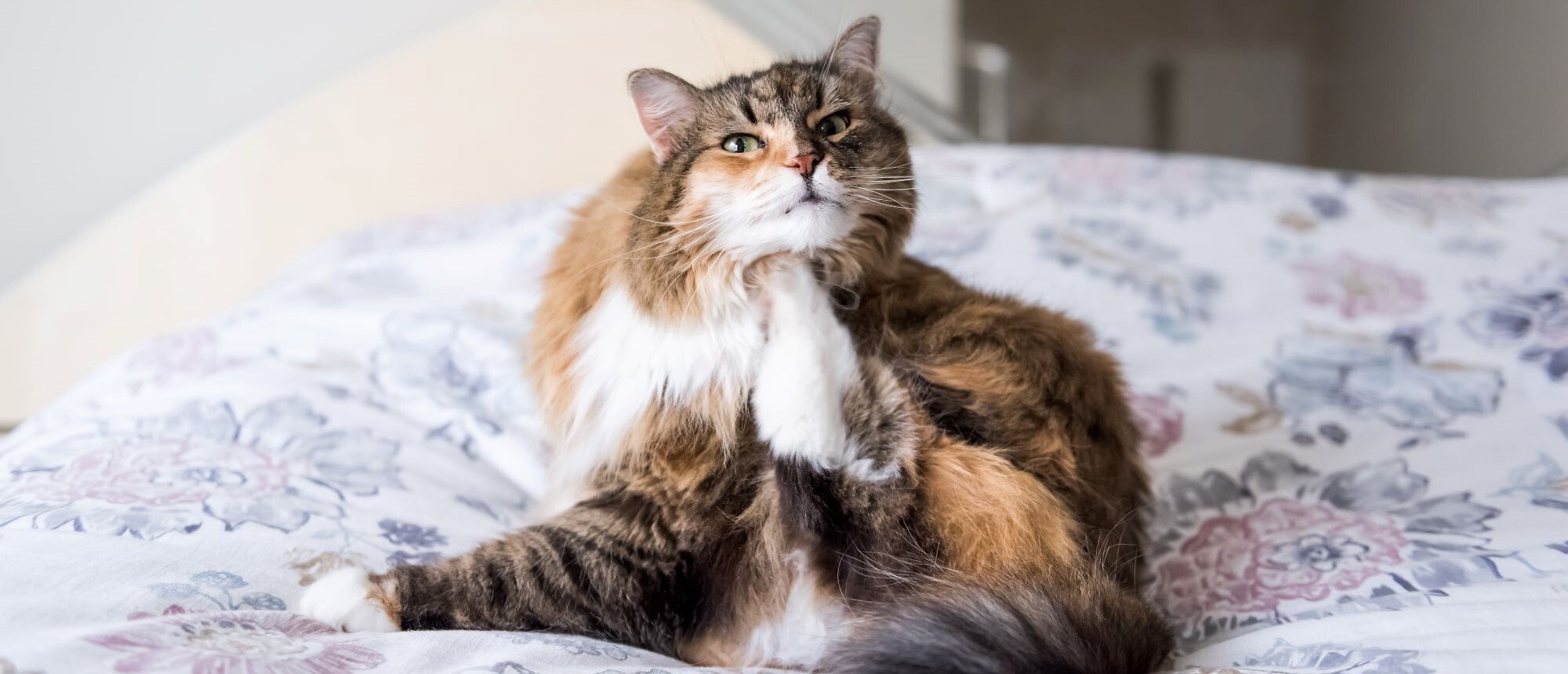 chat qui démange