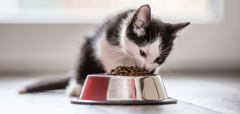 kitten eating