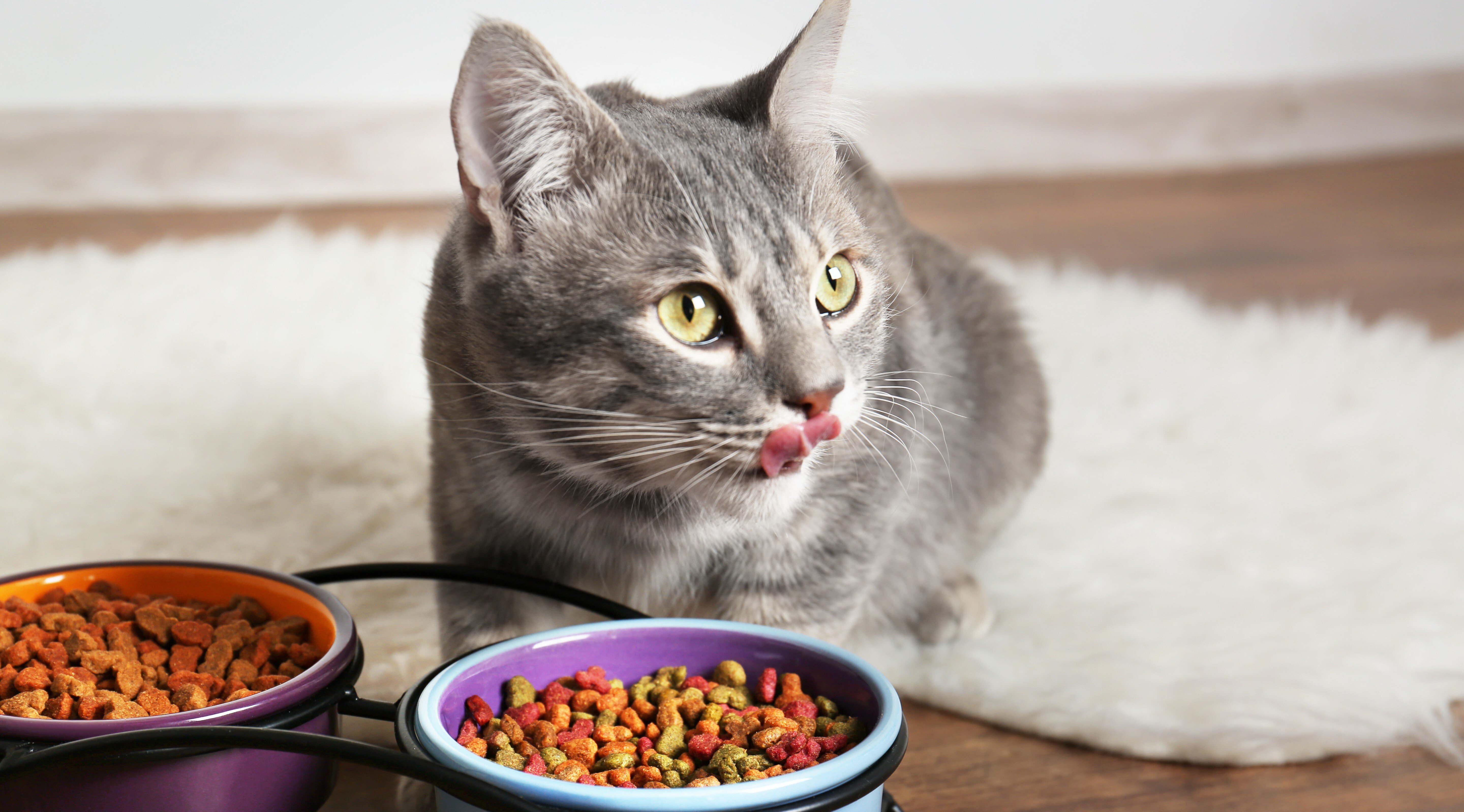 chat mangeant