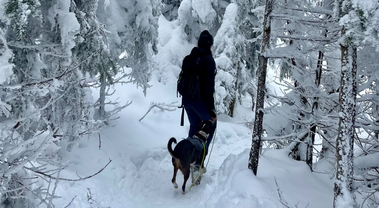 Wrigley & Kayla walking in the snow