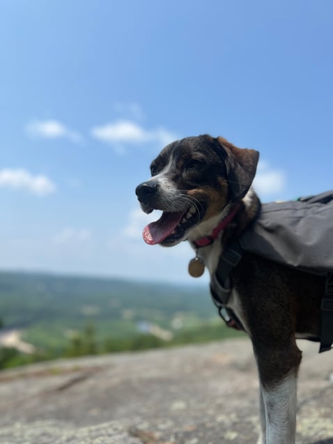 Wrigley, pup to team member Kayla 