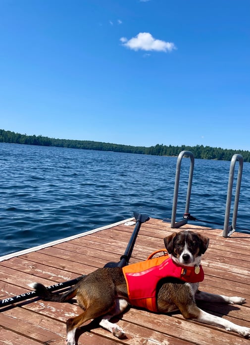 Wrigley, chiot de Kayla, membre de l'équipe, embrassant la sécurité dans son gilet de sauvetage