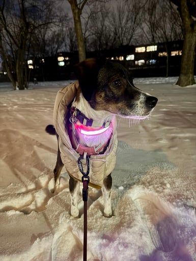 Wrigley in her glow up collar