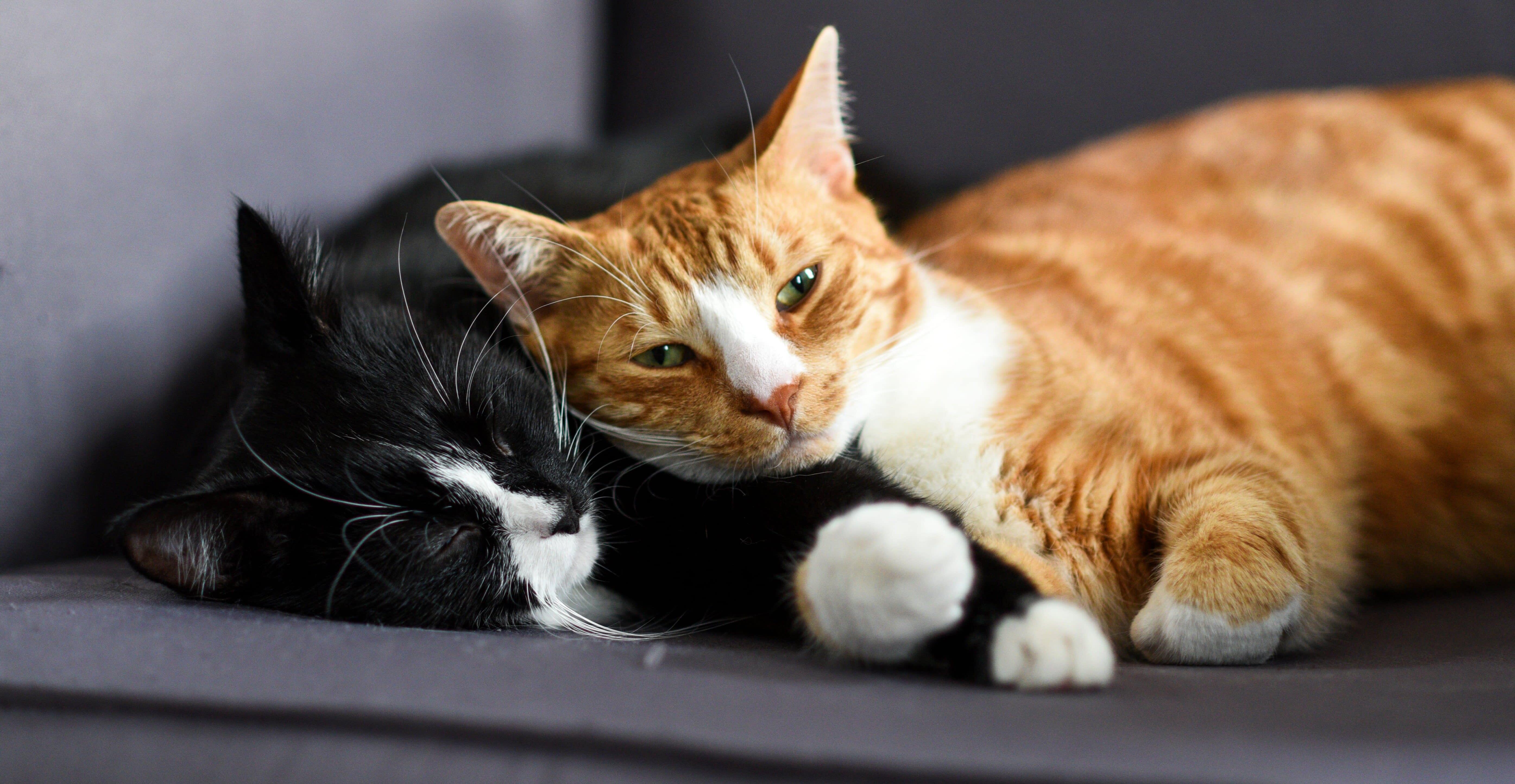 deux chats qui se câlinent