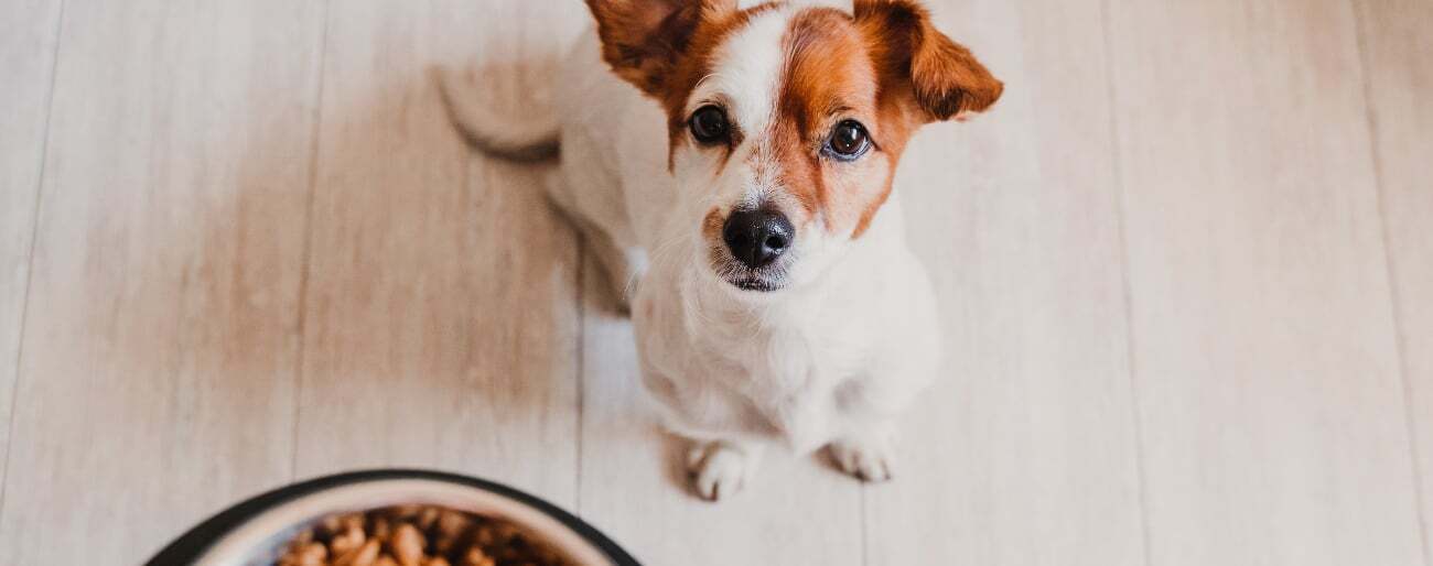 Chien avec bol de nourriture