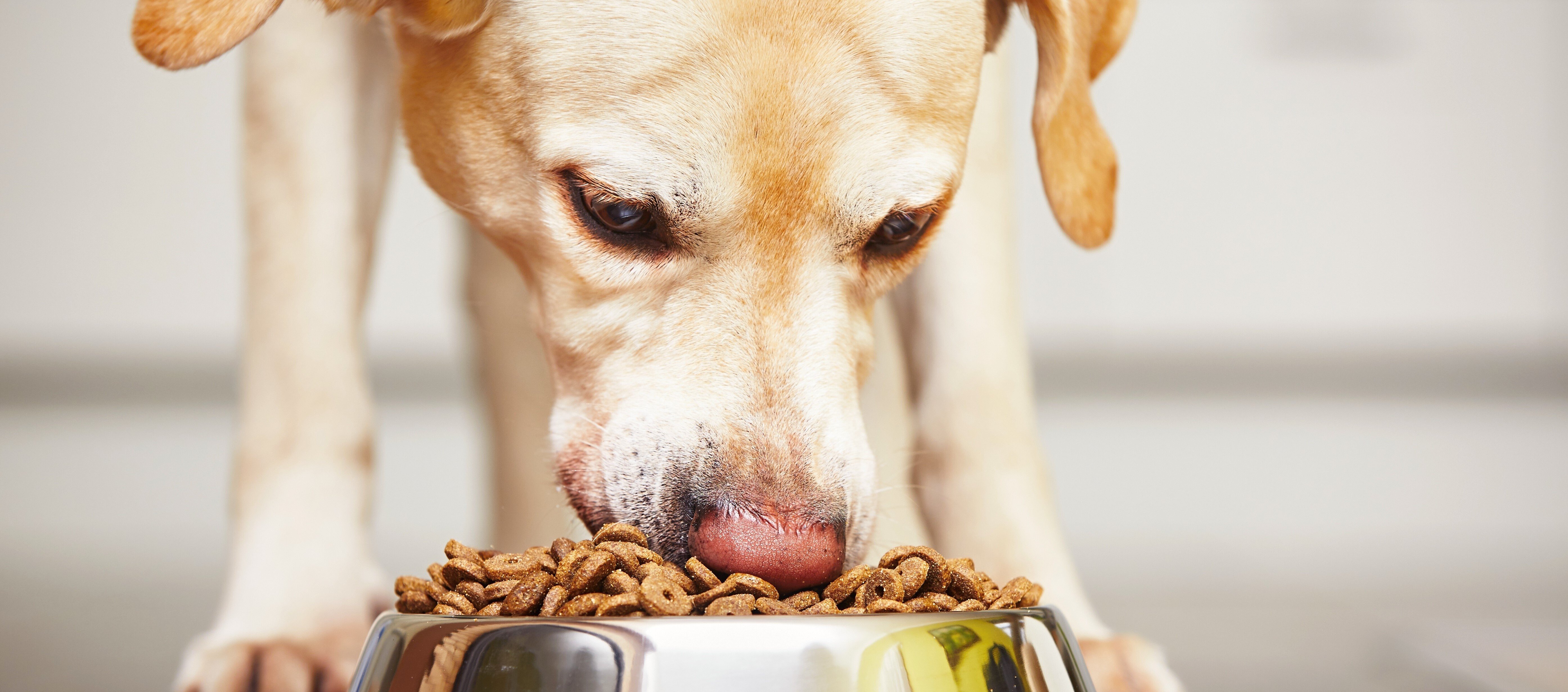 Alimentation pour chiens
