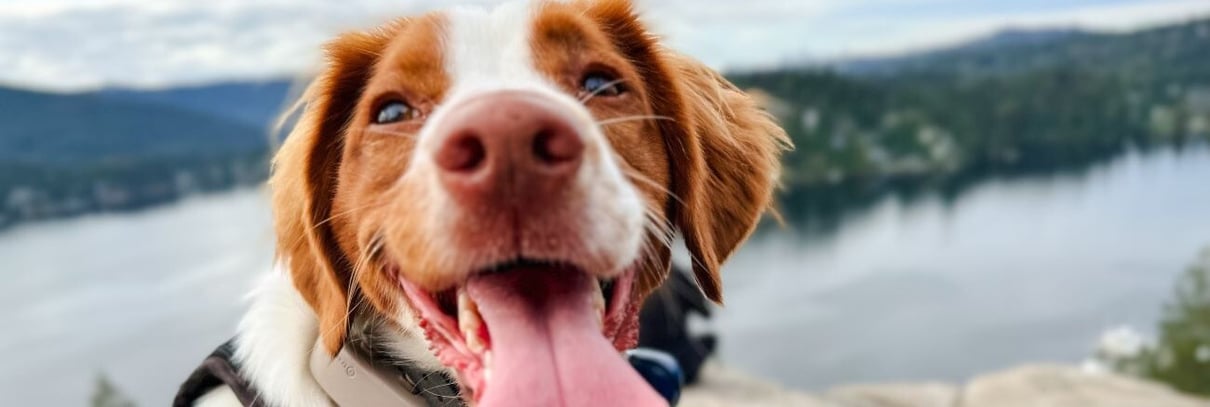 Scarlette, chiot de Liisa, membre de l'équipe
