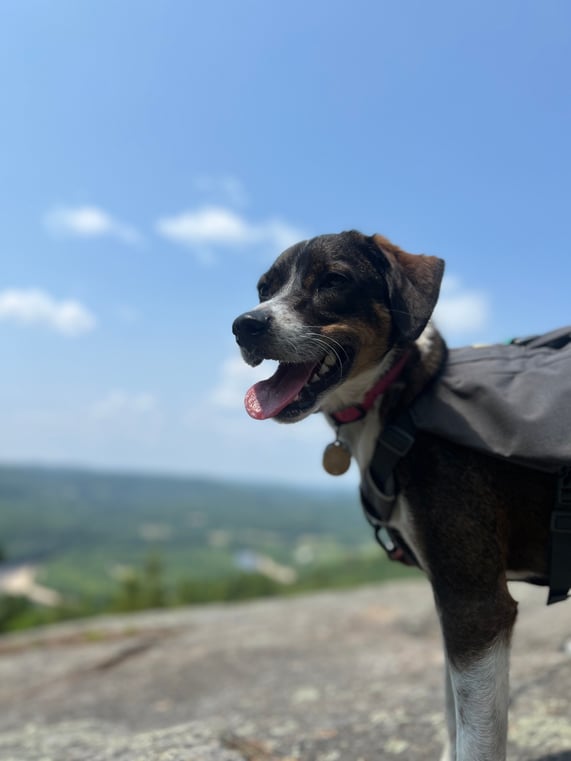 Wrigley, chiot de Kayla, membre de l'équipe