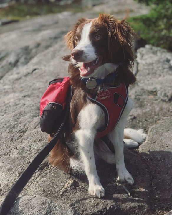 Marci, chiot de Sarah, membre de l'équipe
