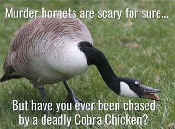 Canada Goose hissing