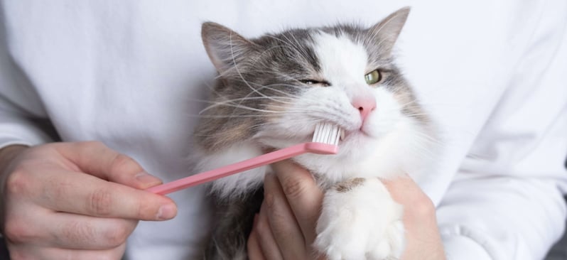 cat-having-their-teeth-brushed-2