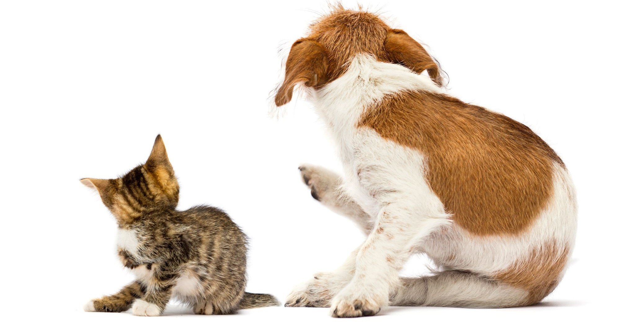 cat and dog