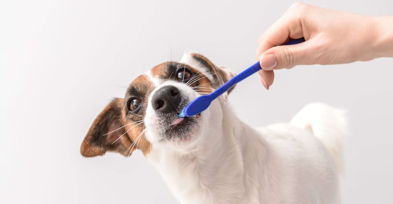 dog-brushing-teeth