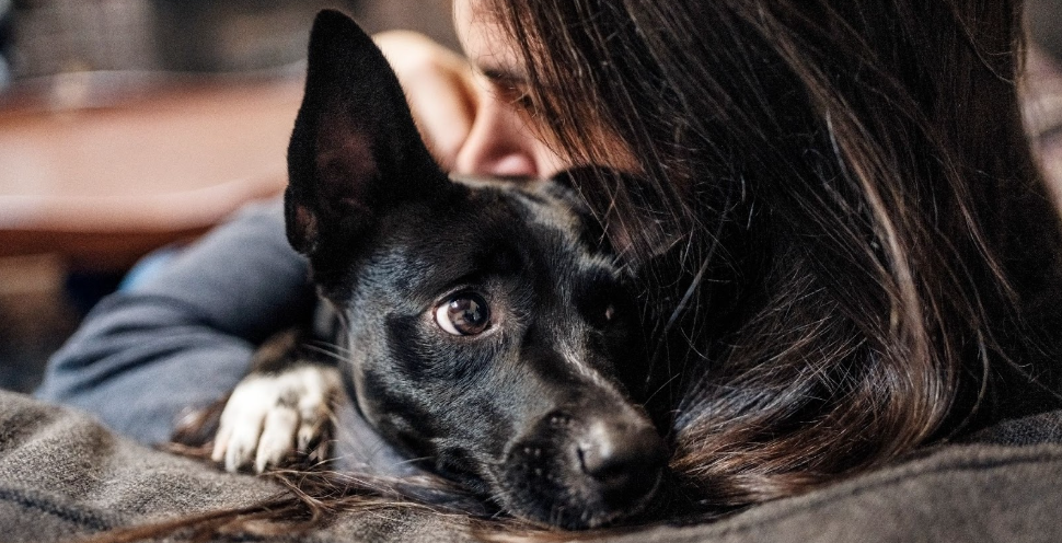 dog_worried
