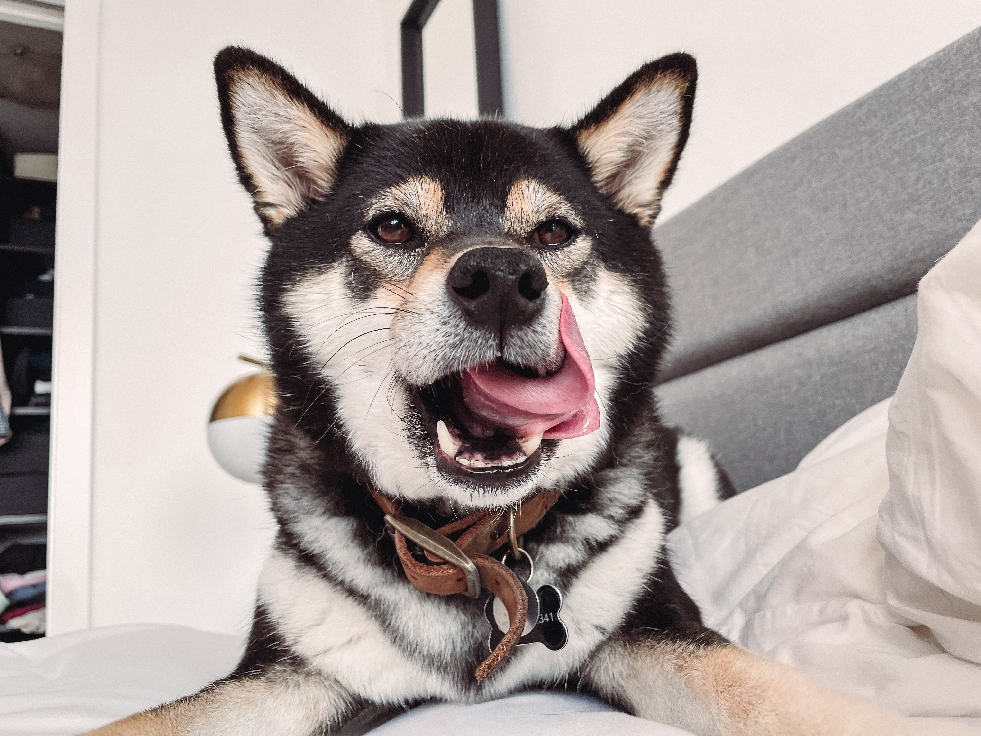 Tips for happy senior pets