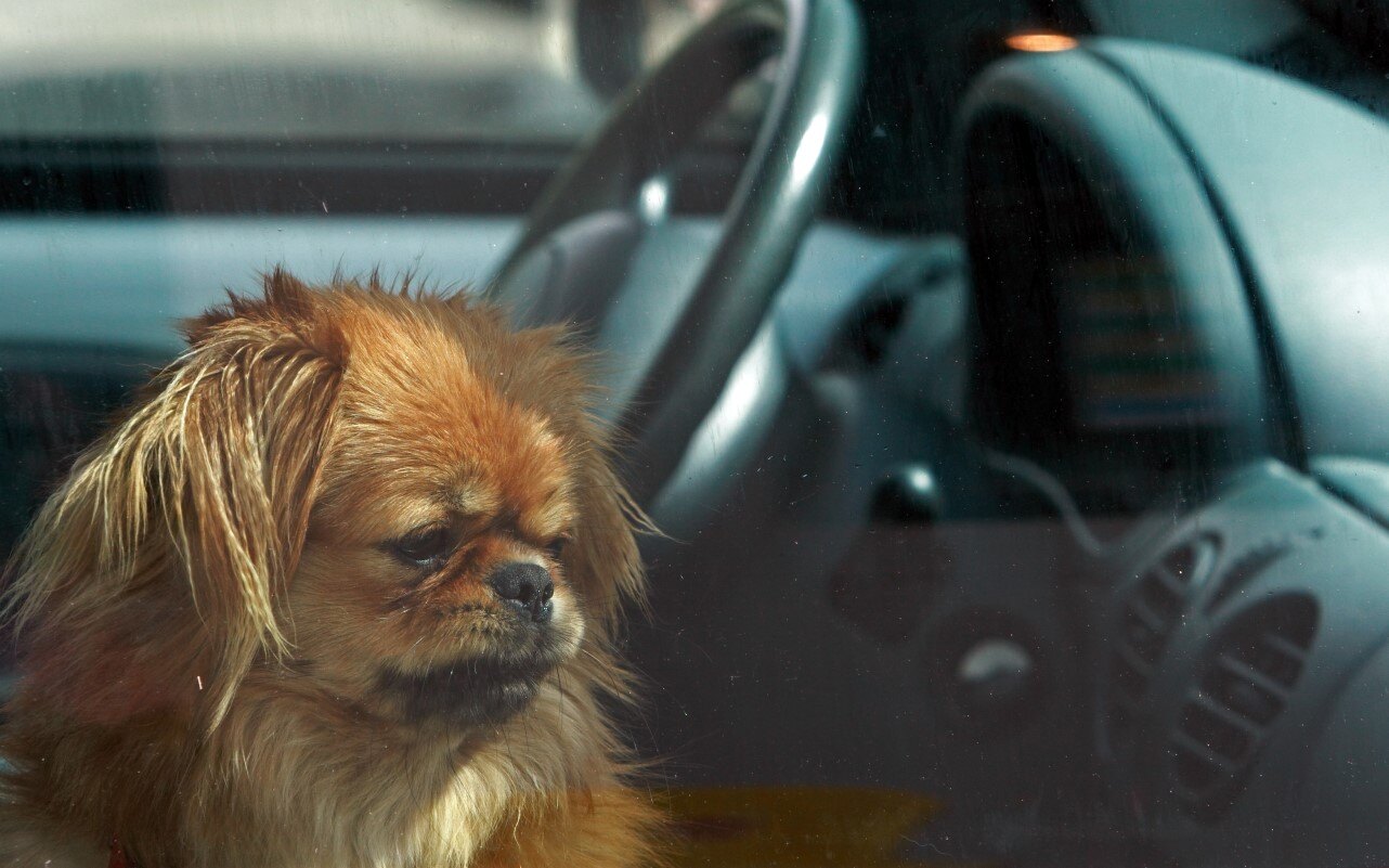 Dog left in a car