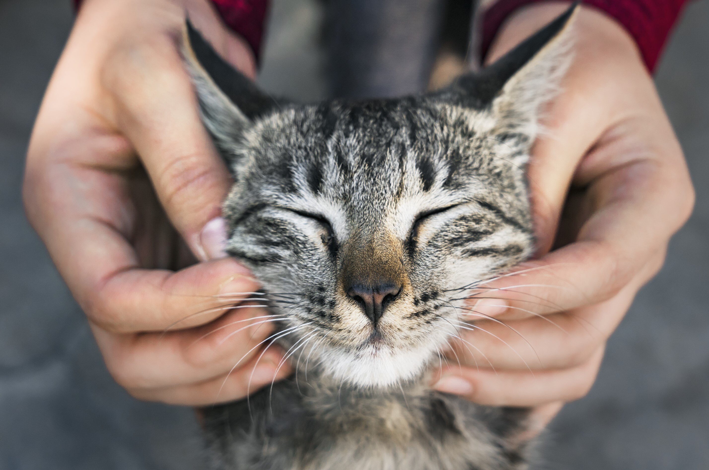 squishy face cat