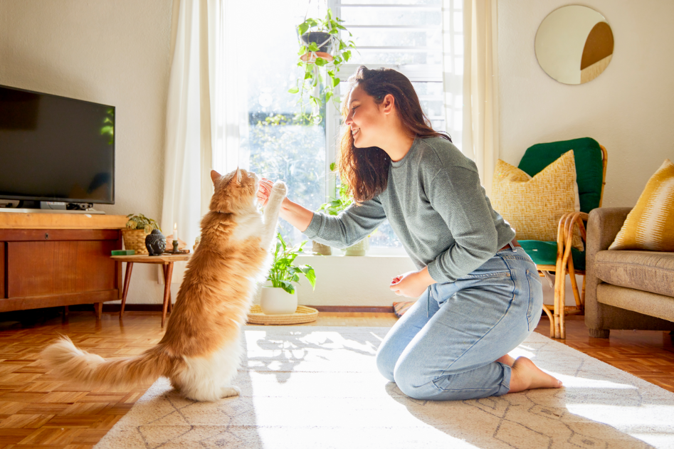 Playful Cat