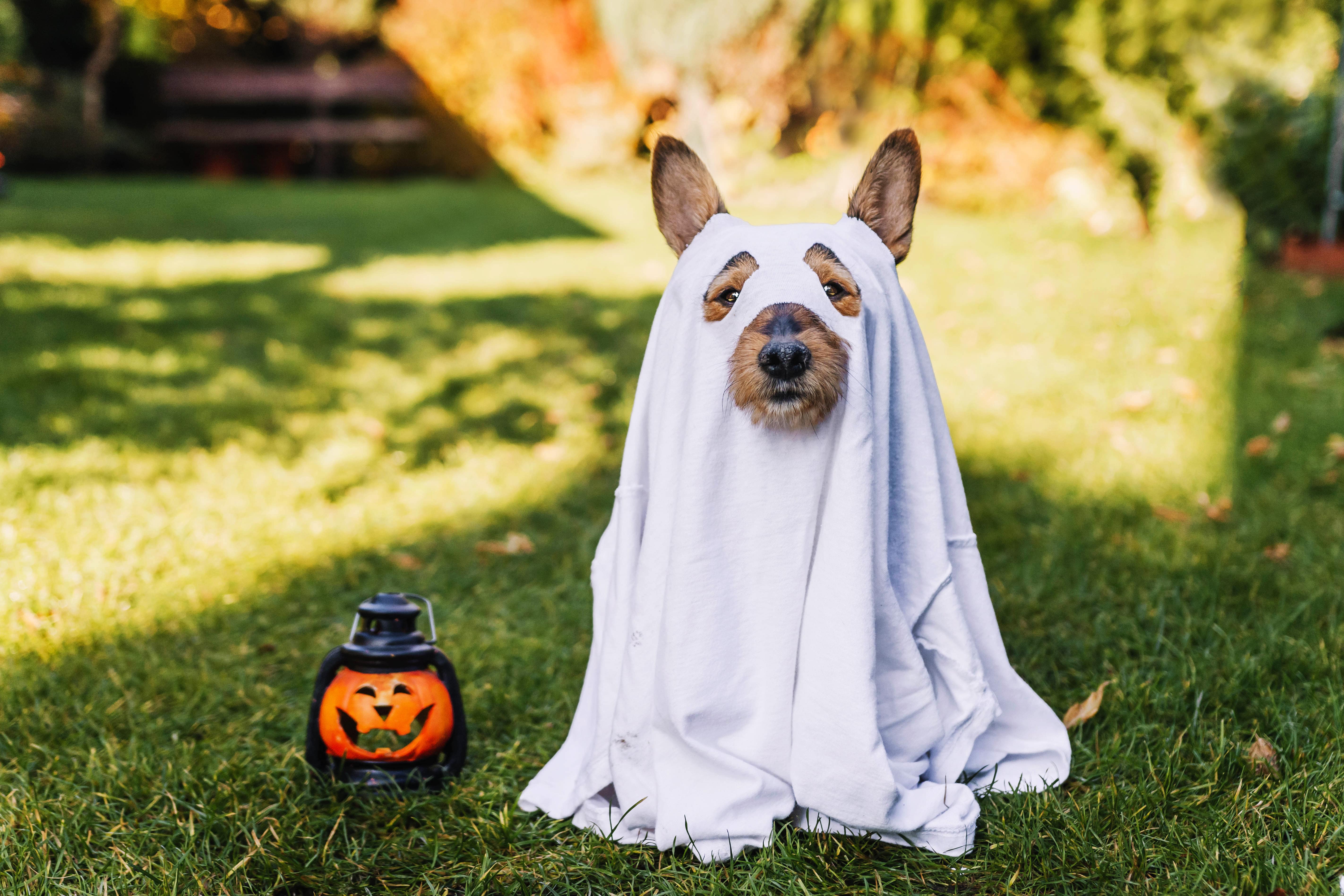 Halloween Dog