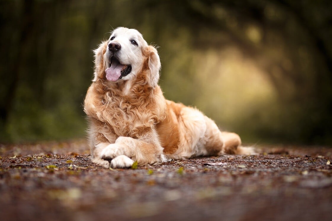 Tips for happy senior pets