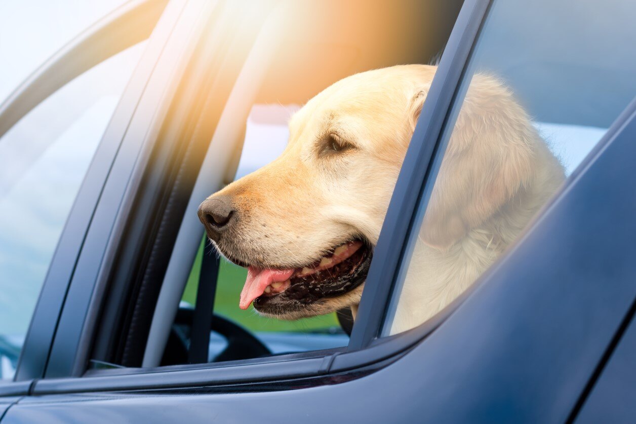 Dog sticking head out of a car