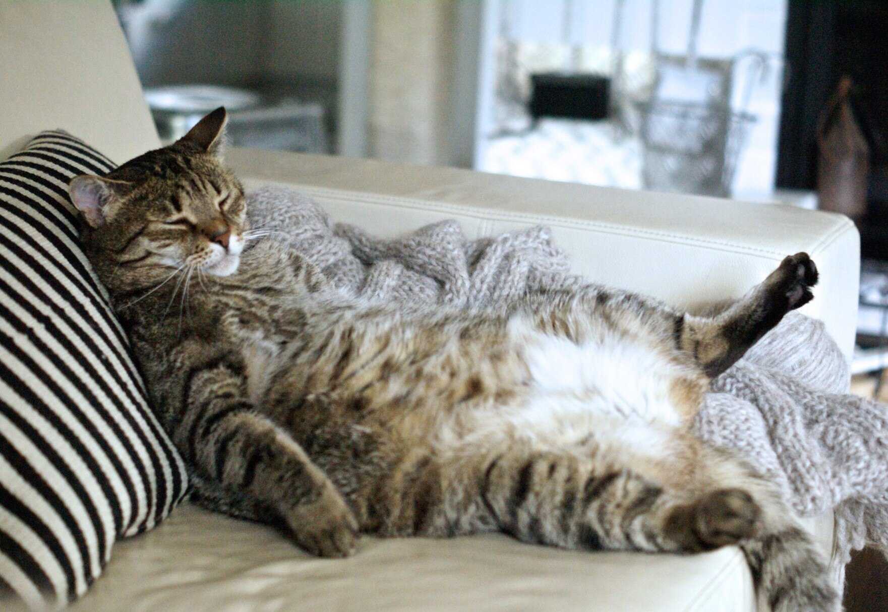 Condition physique chez les chats : comment prévenir l’obésité pour améliorer le bien-être de votre chat